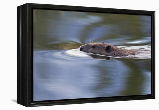 American Beaver Swimming in Pond-Ken Archer-Framed Premier Image Canvas