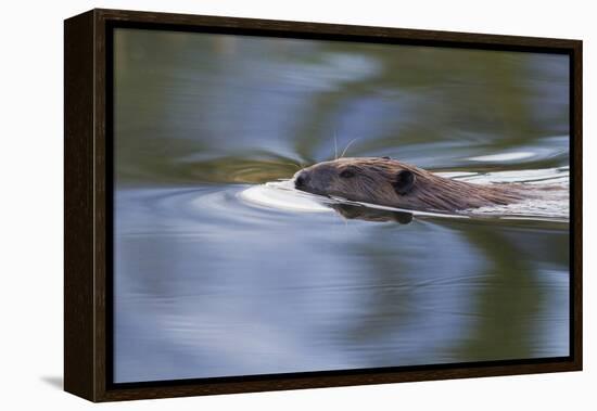 American Beaver Swimming in Pond-Ken Archer-Framed Premier Image Canvas