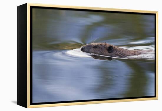 American Beaver Swimming in Pond-Ken Archer-Framed Premier Image Canvas