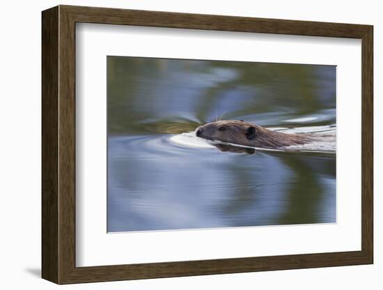 American Beaver Swimming in Pond-Ken Archer-Framed Photographic Print