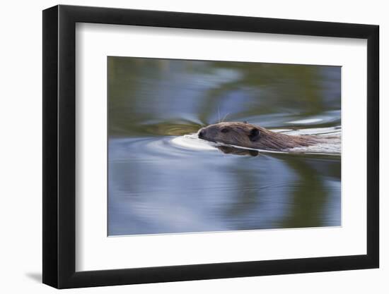 American Beaver Swimming in Pond-Ken Archer-Framed Photographic Print
