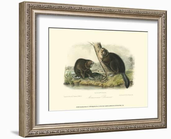 American Beaver-John James Audubon-Framed Art Print