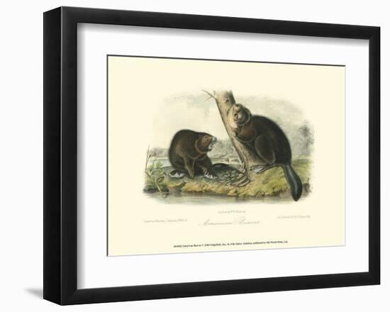 American Beaver-John James Audubon-Framed Art Print