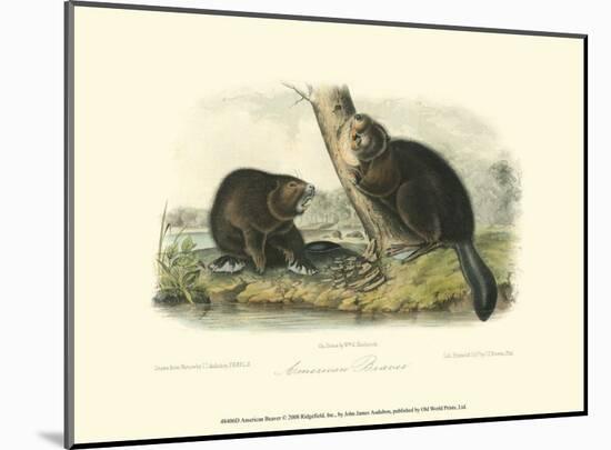 American Beaver-John James Audubon-Mounted Art Print