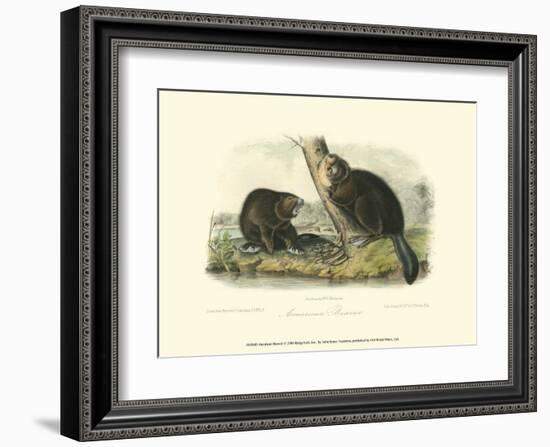 American Beaver-John James Audubon-Framed Art Print