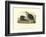 American Beaver-John James Audubon-Framed Art Print