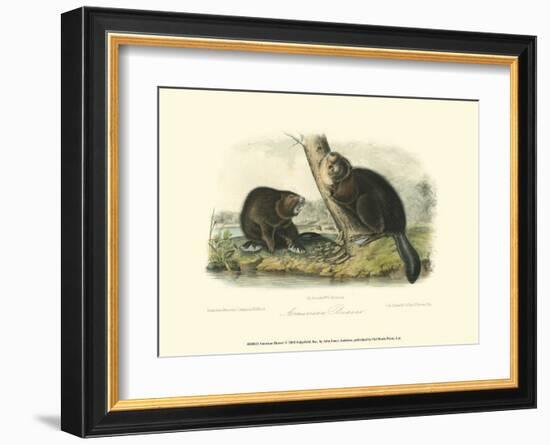 American Beaver-John James Audubon-Framed Art Print