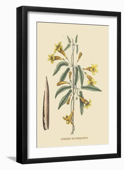 American Begonia-Mark Catesby-Framed Art Print