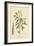 American Begonia-Mark Catesby-Framed Art Print