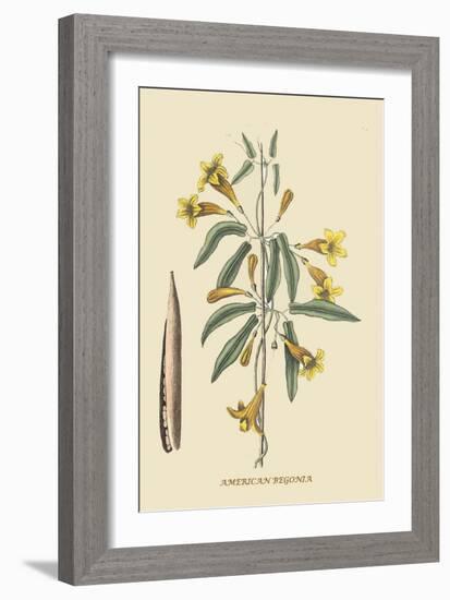 American Begonia-Mark Catesby-Framed Premium Giclee Print