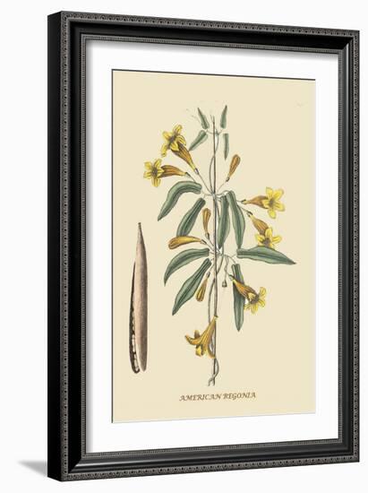 American Begonia-Mark Catesby-Framed Premium Giclee Print