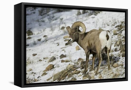 American Bighorn Sheep on Ridge-DLILLC-Framed Premier Image Canvas