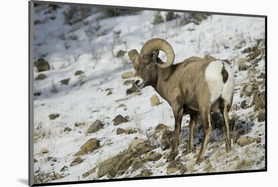 American Bighorn Sheep on Ridge-DLILLC-Mounted Photographic Print