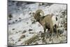 American Bighorn Sheep on Ridge-DLILLC-Mounted Photographic Print