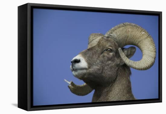 American Bighorn Sheep-DLILLC-Framed Premier Image Canvas