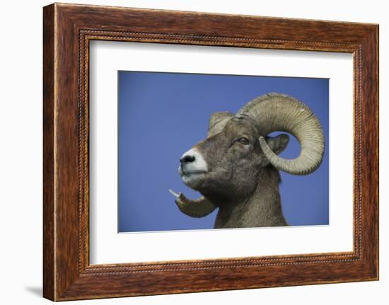 American Bighorn Sheep-DLILLC-Framed Photographic Print