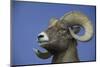 American Bighorn Sheep-DLILLC-Mounted Photographic Print