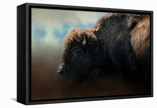 American Bison after the Storm-Jai Johnson-Framed Premier Image Canvas