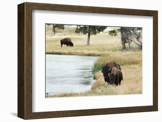 American Bison along Nez Perce River in autumn, Yellowstone National Park, Nez Perce River, Wyoming-Adam Jones-Framed Photographic Print