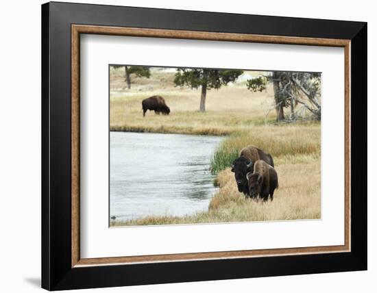 American Bison along Nez Perce River in autumn, Yellowstone National Park, Nez Perce River, Wyoming-Adam Jones-Framed Photographic Print