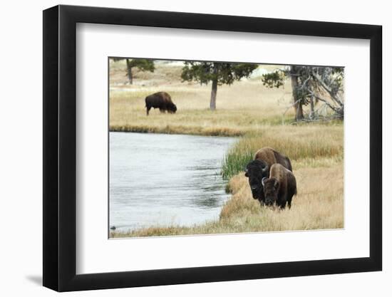 American Bison along Nez Perce River in autumn, Yellowstone National Park, Nez Perce River, Wyoming-Adam Jones-Framed Photographic Print