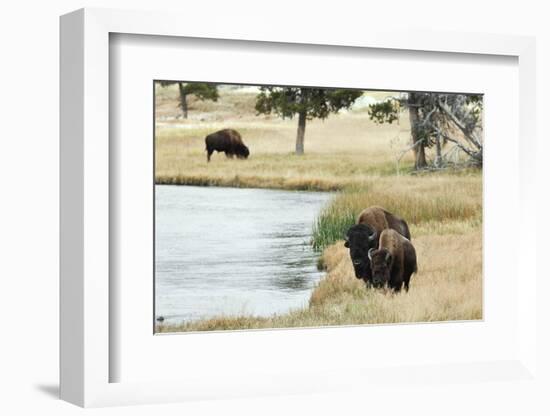 American Bison along Nez Perce River in autumn, Yellowstone National Park, Nez Perce River, Wyoming-Adam Jones-Framed Photographic Print