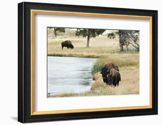 American Bison along Nez Perce River in autumn, Yellowstone National Park, Nez Perce River, Wyoming-Adam Jones-Framed Photographic Print