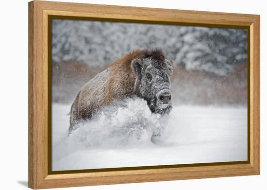 American Bison (American Buffalo) (Bison Bison), Montana, United States of America, North America-Janette Hil-Framed Premier Image Canvas