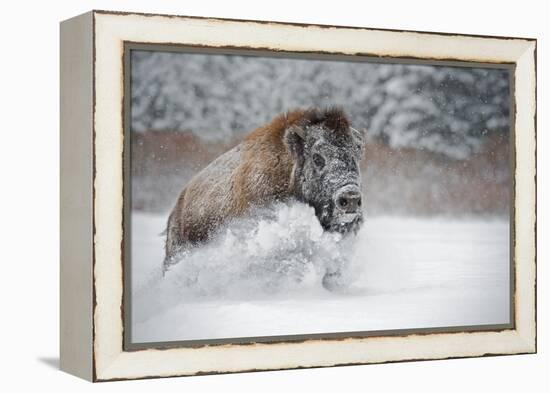 American Bison (American Buffalo) (Bison Bison), Montana, United States of America, North America-Janette Hil-Framed Premier Image Canvas