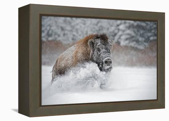 American Bison (American Buffalo) (Bison Bison), Montana, United States of America, North America-Janette Hil-Framed Premier Image Canvas