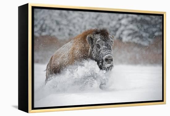 American Bison (American Buffalo) (Bison Bison), Montana, United States of America, North America-Janette Hil-Framed Premier Image Canvas