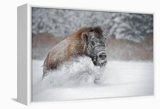 American Bison (American Buffalo) (Bison Bison), Montana, United States of America, North America-Janette Hil-Framed Premier Image Canvas