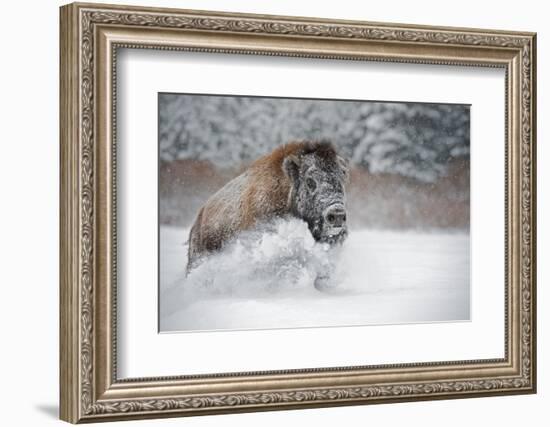 American Bison (American Buffalo) (Bison Bison), Montana, United States of America, North America-Janette Hil-Framed Photographic Print