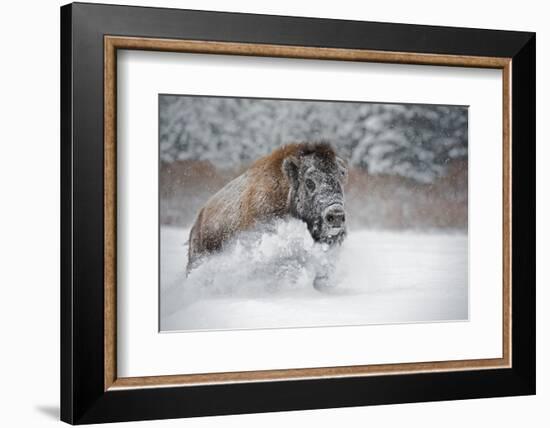 American Bison (American Buffalo) (Bison Bison), Montana, United States of America, North America-Janette Hil-Framed Photographic Print