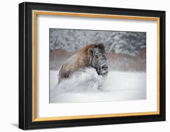 American Bison (American Buffalo) (Bison Bison), Montana, United States of America, North America-Janette Hil-Framed Photographic Print