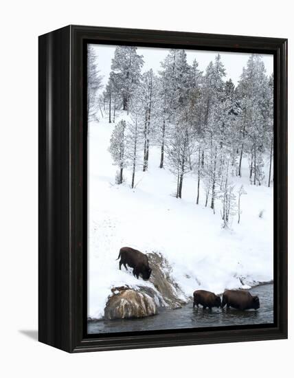 American Bison (Bison Bison) Crossing a River in Yellowstone National Park in Winter, UNESCO World-Kimberly Walker-Framed Premier Image Canvas