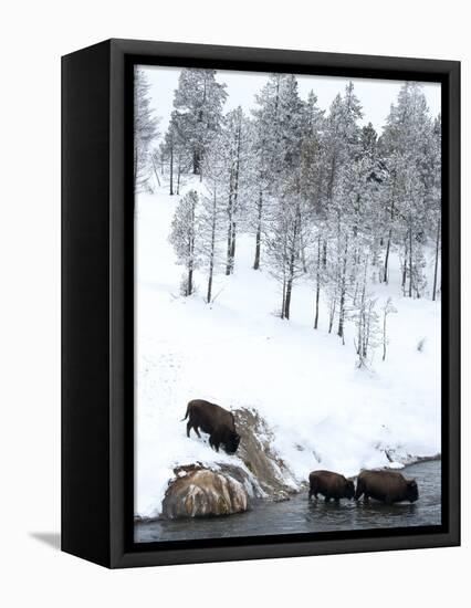 American Bison (Bison Bison) Crossing a River in Yellowstone National Park in Winter, UNESCO World-Kimberly Walker-Framed Premier Image Canvas