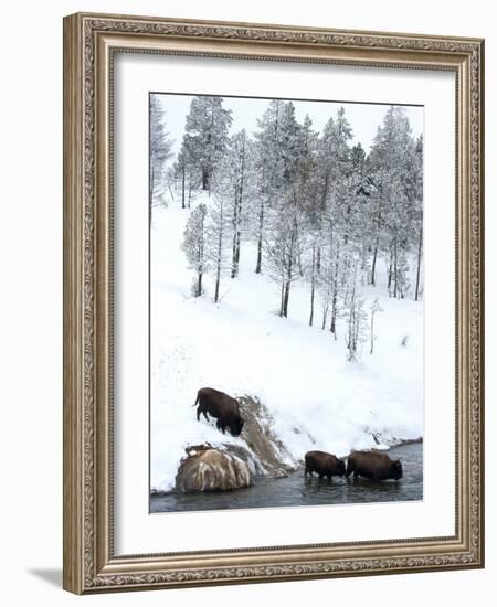 American Bison (Bison Bison) Crossing a River in Yellowstone National Park in Winter, UNESCO World-Kimberly Walker-Framed Photographic Print