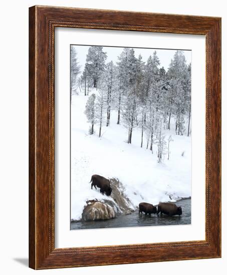 American Bison (Bison Bison) Crossing a River in Yellowstone National Park in Winter, UNESCO World-Kimberly Walker-Framed Photographic Print