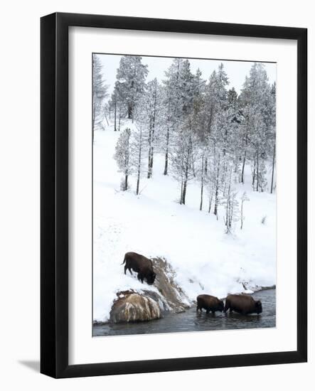 American Bison (Bison Bison) Crossing a River in Yellowstone National Park in Winter, UNESCO World-Kimberly Walker-Framed Photographic Print