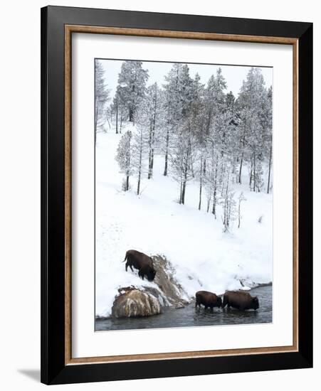 American Bison (Bison Bison) Crossing a River in Yellowstone National Park in Winter, UNESCO World-Kimberly Walker-Framed Photographic Print