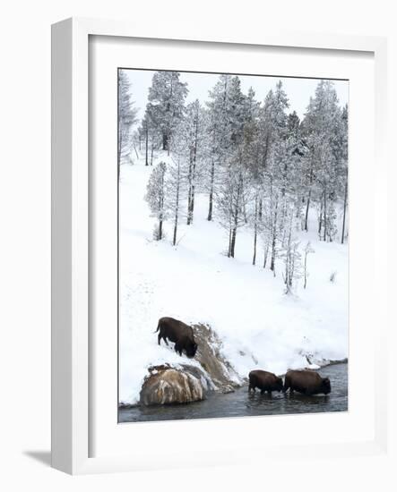 American Bison (Bison Bison) Crossing a River in Yellowstone National Park in Winter, UNESCO World-Kimberly Walker-Framed Photographic Print