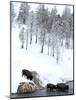 American Bison (Bison Bison) Crossing a River in Yellowstone National Park in Winter, UNESCO World-Kimberly Walker-Mounted Photographic Print