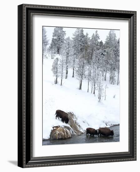 American Bison (Bison Bison) Crossing a River in Yellowstone National Park in Winter, UNESCO World-Kimberly Walker-Framed Photographic Print