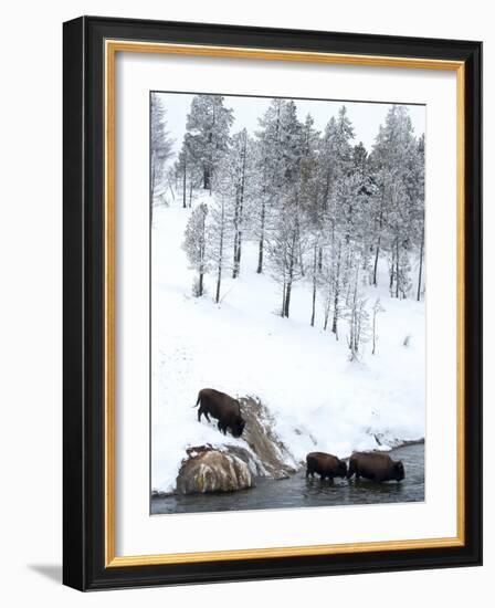 American Bison (Bison Bison) Crossing a River in Yellowstone National Park in Winter, UNESCO World-Kimberly Walker-Framed Photographic Print