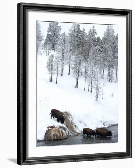 American Bison (Bison Bison) Crossing a River in Yellowstone National Park in Winter, UNESCO World-Kimberly Walker-Framed Photographic Print