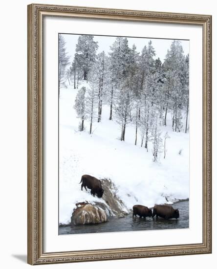 American Bison (Bison Bison) Crossing a River in Yellowstone National Park in Winter, UNESCO World-Kimberly Walker-Framed Photographic Print