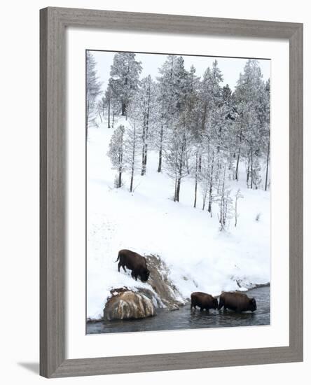 American Bison (Bison Bison) Crossing a River in Yellowstone National Park in Winter, UNESCO World-Kimberly Walker-Framed Photographic Print