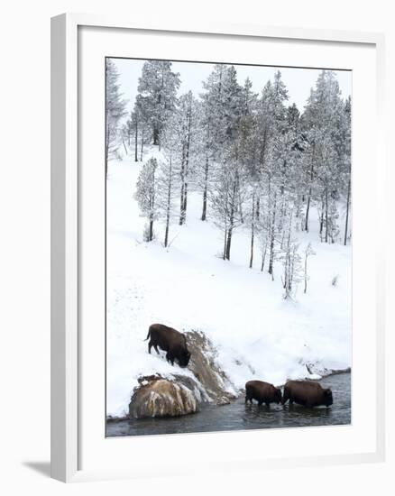 American Bison (Bison Bison) Crossing a River in Yellowstone National Park in Winter, UNESCO World-Kimberly Walker-Framed Photographic Print