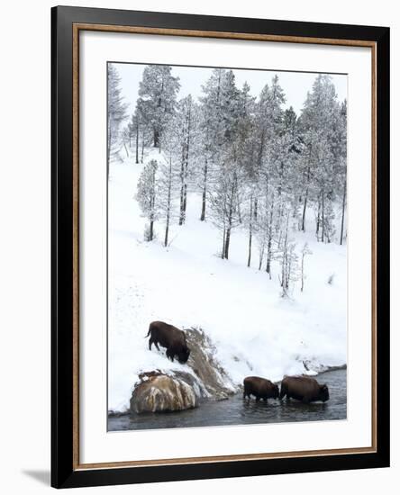 American Bison (Bison Bison) Crossing a River in Yellowstone National Park in Winter, UNESCO World-Kimberly Walker-Framed Photographic Print